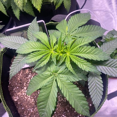 Bruce Banner growlog timeline photo