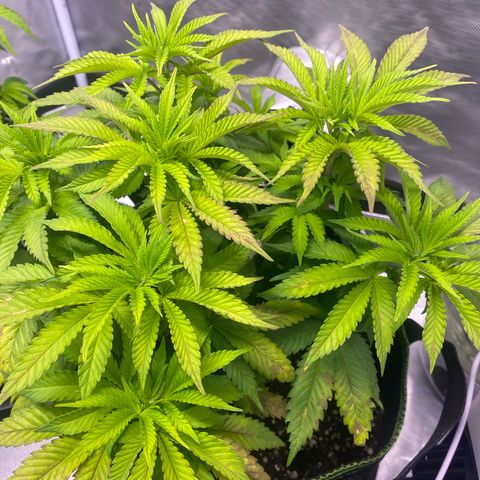 Bruce Banner growlog timeline photo