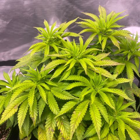 Bruce Banner growlog timeline photo