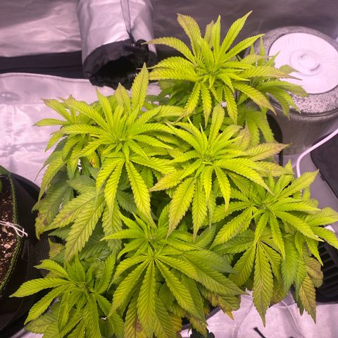 Bruce Banner growlog timeline photo