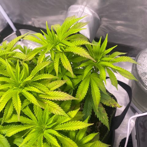 Bruce Banner growlog timeline photo