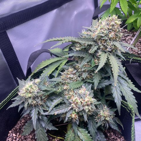 Lemon Pie Auto growlog timeline photo