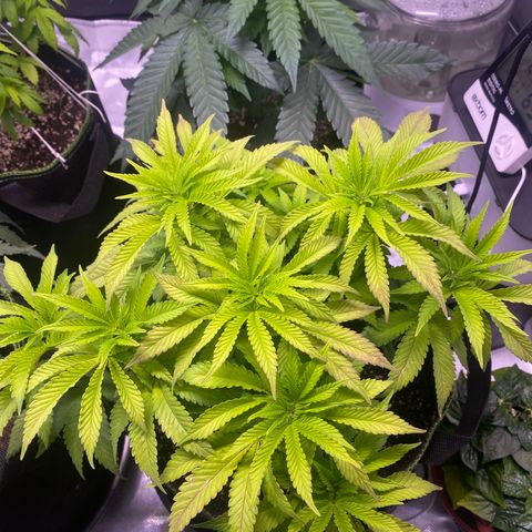 Bruce Banner growlog timeline photo