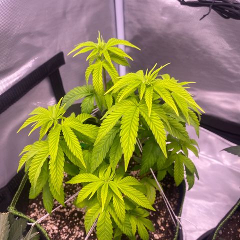 Blackberry Moonrocks growlog timeline photo