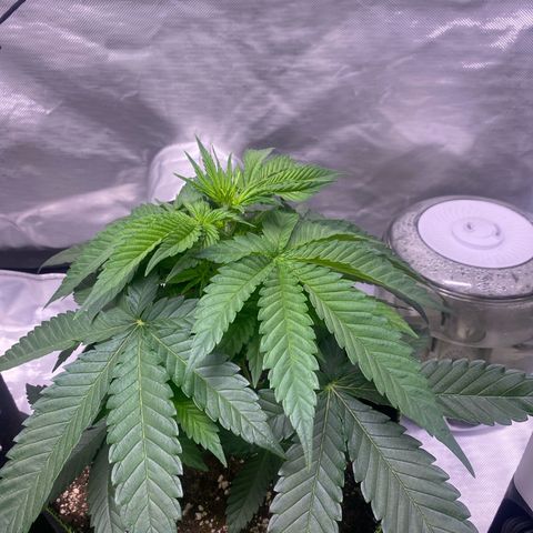 Bruce Banner growlog timeline photo