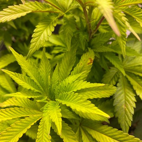 Bruce Banner growlog timeline photo