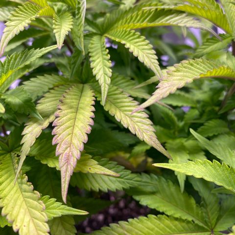 Bruce Banner growlog timeline photo