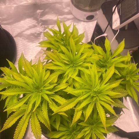 Bruce Banner growlog timeline photo