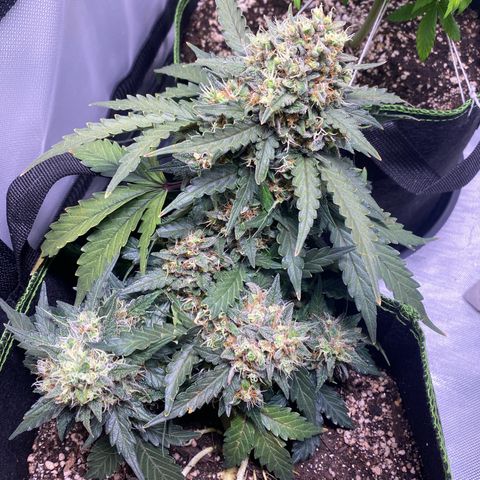 Lemon Pie Auto growlog timeline photo