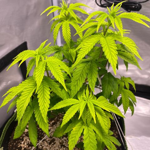 Blackberry Moonrocks growlog timeline photo