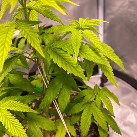 Blackberry Moonrocks growlog timeline photo