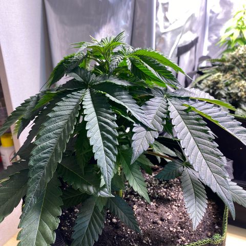 Bruce Banner growlog timeline photo