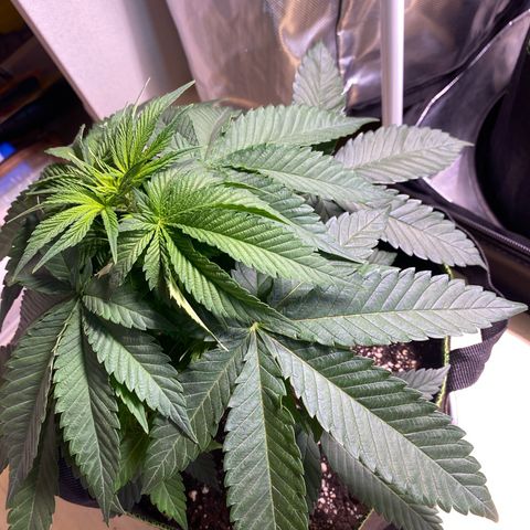 Bruce Banner growlog timeline photo