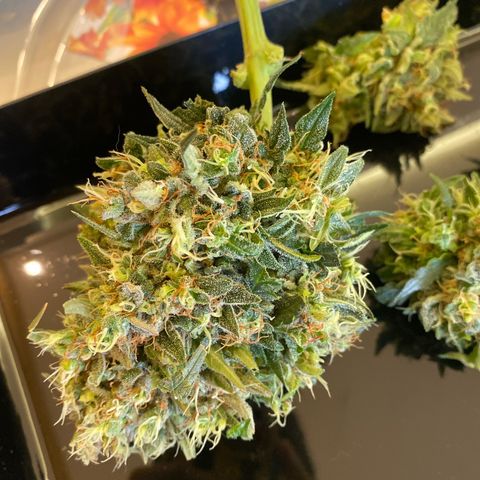 Lemon Pie Auto growlog timeline photo