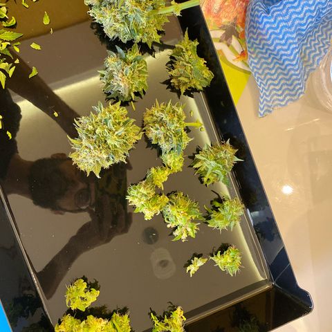 Lemon Pie Auto growlog timeline photo