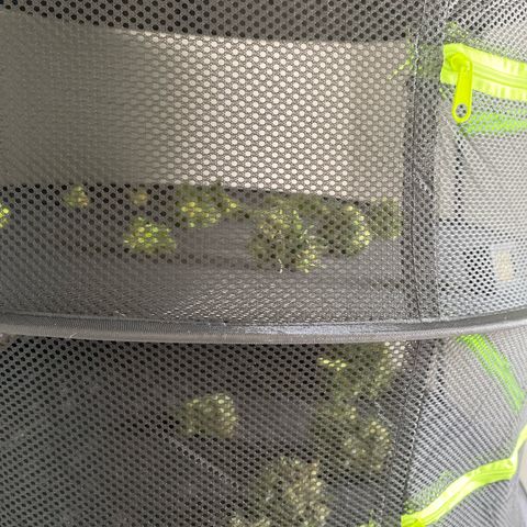 Lemon Pie Auto growlog timeline photo