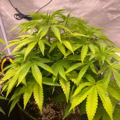 Bruce Banner growlog timeline photo