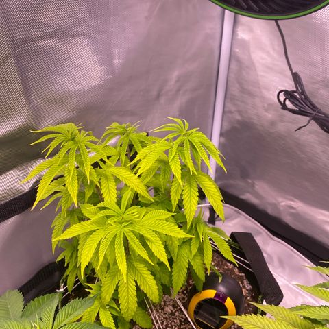 Blackberry Moonrocks growlog timeline photo