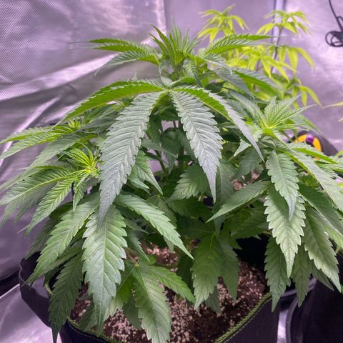 Bruce Banner growlog timeline photo