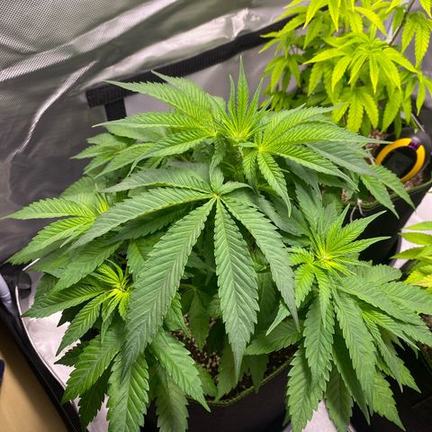 Bruce Banner growlog timeline photo