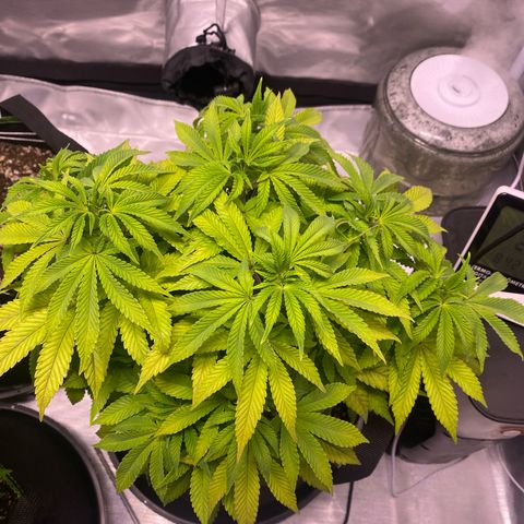 Bruce Banner growlog timeline photo