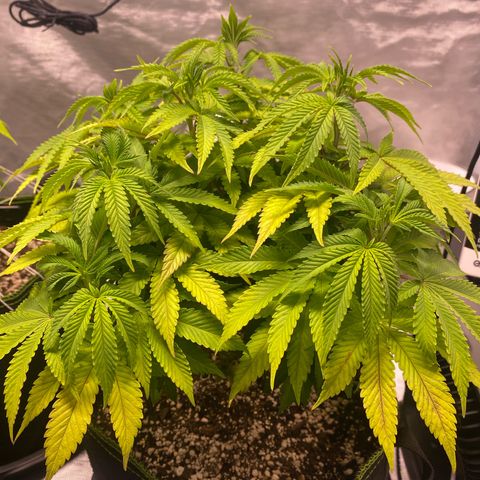 Bruce Banner growlog timeline photo