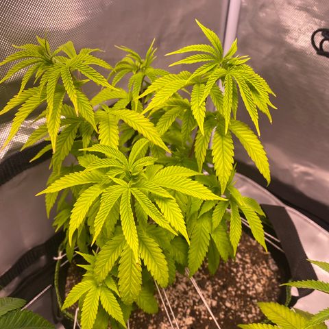Blackberry Moonrocks growlog timeline photo