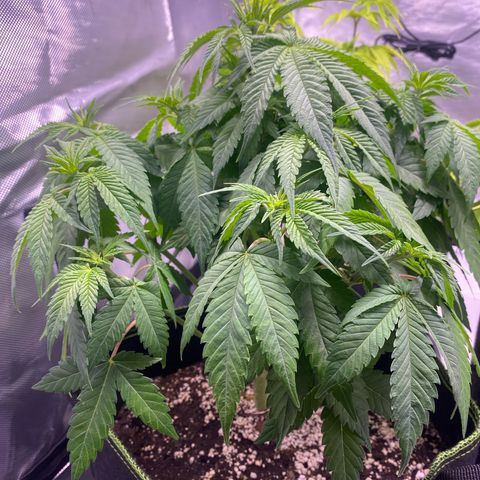 Bruce Banner growlog timeline photo
