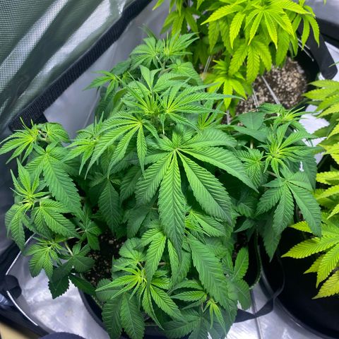 Bruce Banner growlog timeline photo