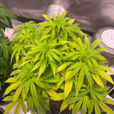 Bruce Banner growlog timeline photo