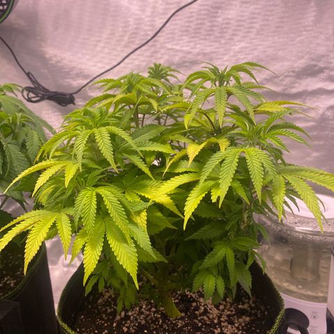 Bruce Banner growlog timeline photo