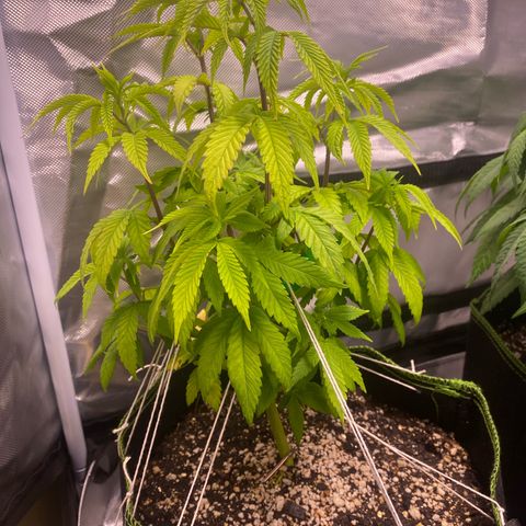 Blackberry Moonrocks growlog timeline photo
