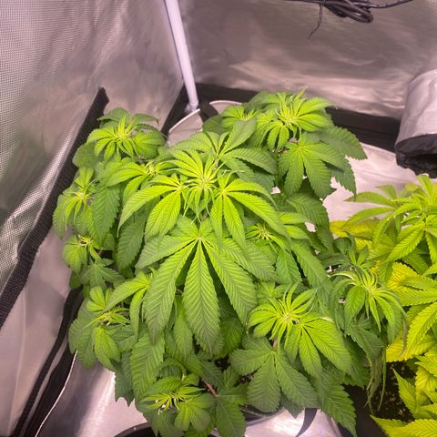 Bruce Banner growlog timeline photo