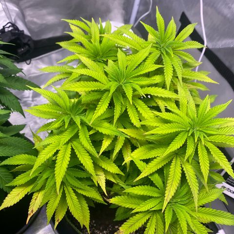 Bruce Banner growlog timeline photo