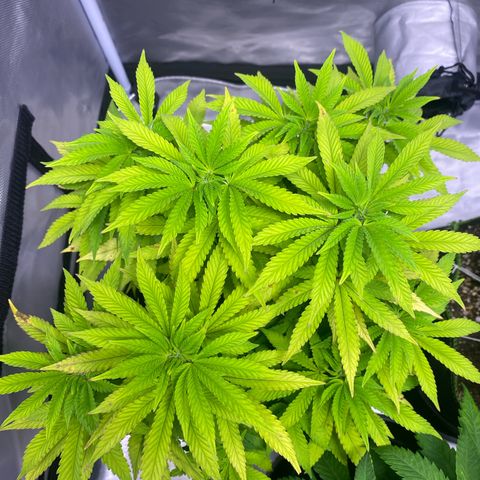 Bruce Banner growlog timeline photo