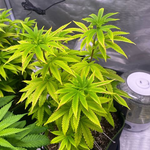 Blackberry Moonrocks growlog timeline photo