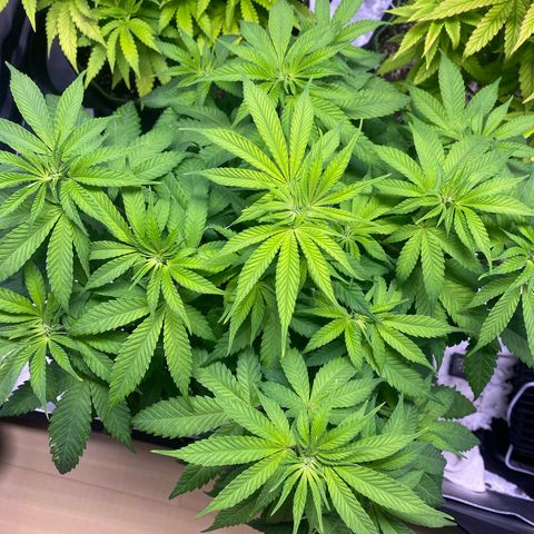 Bruce Banner growlog timeline photo