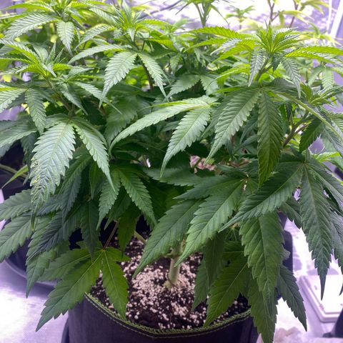 Bruce Banner growlog timeline photo