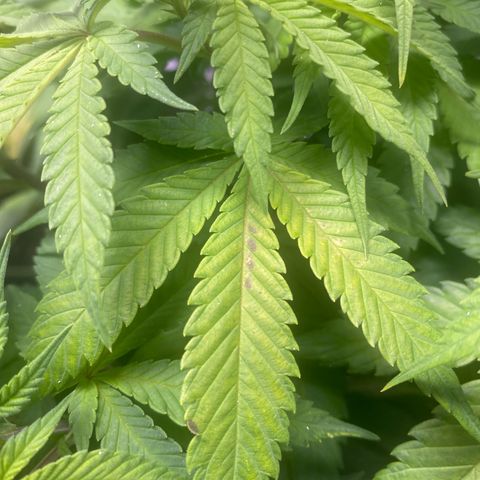 Bruce Banner growlog photo: Purple dots 