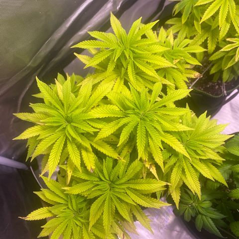 Bruce Banner growlog timeline photo