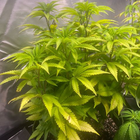 Bruce Banner growlog timeline photo
