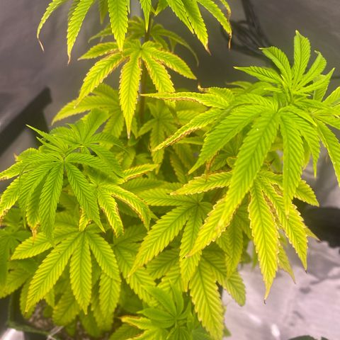 Blackberry Moonrocks growlog timeline photo