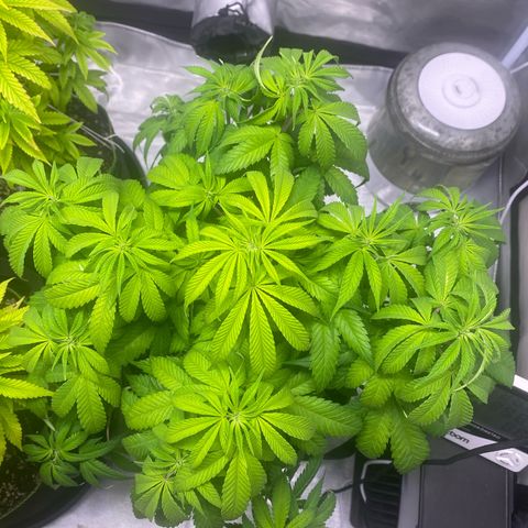 Bruce Banner growlog timeline photo
