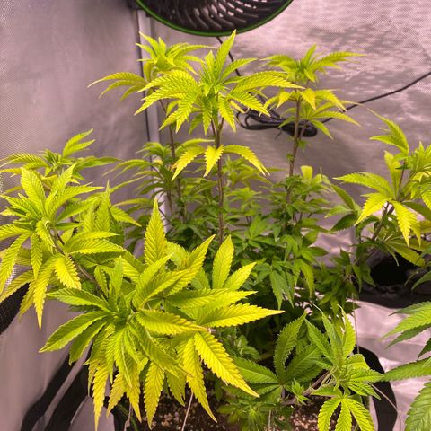Bruce Banner growlog timeline photo