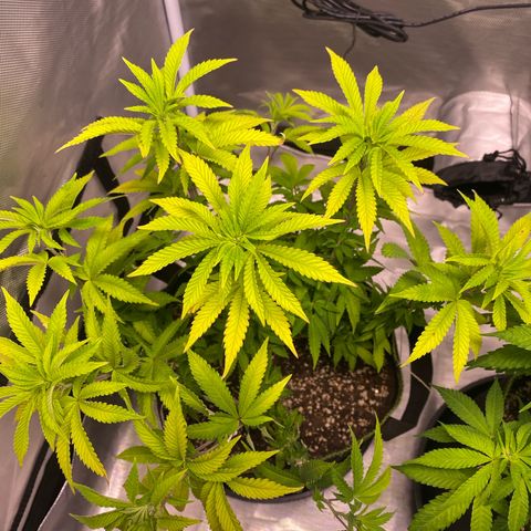 Bruce Banner growlog timeline photo