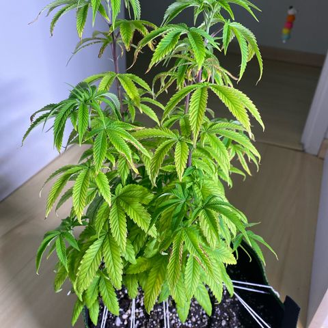 Blackberry Moonrocks growlog timeline photo