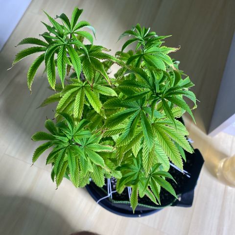 Blackberry Moonrocks growlog timeline photo