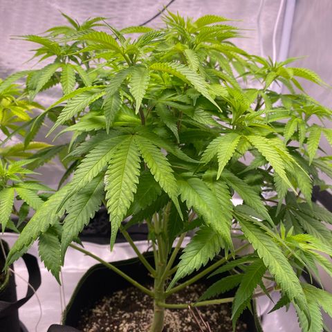 Bruce Banner growlog timeline photo
