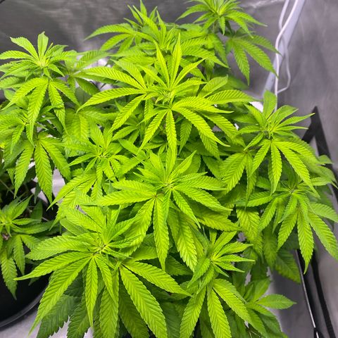 Bruce Banner growlog timeline photo