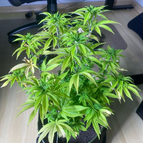 Bruce Banner growlog timeline photo